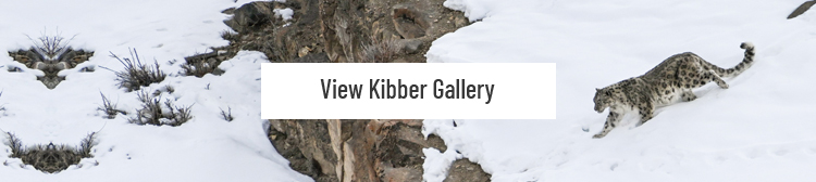 kibber